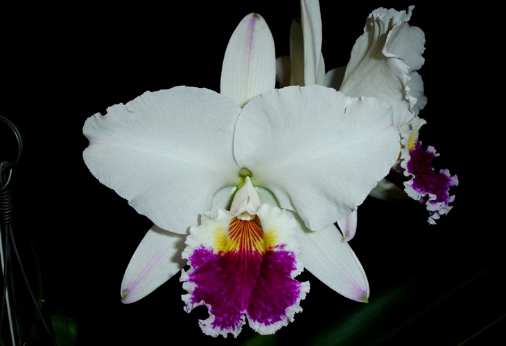 Orquídeas Terra