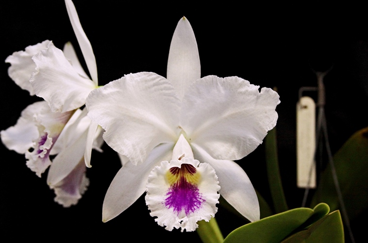 Orquídeas Terra